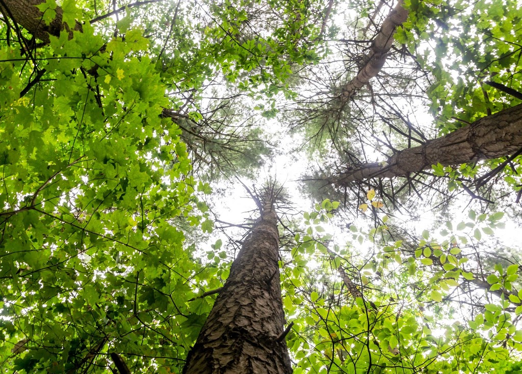 Bruce trail, hockley valley nature reserve. | 794110 3rd Line EHS, Orangeville, ON L9W 2Y8, Canada | Phone: (705) 435-2498