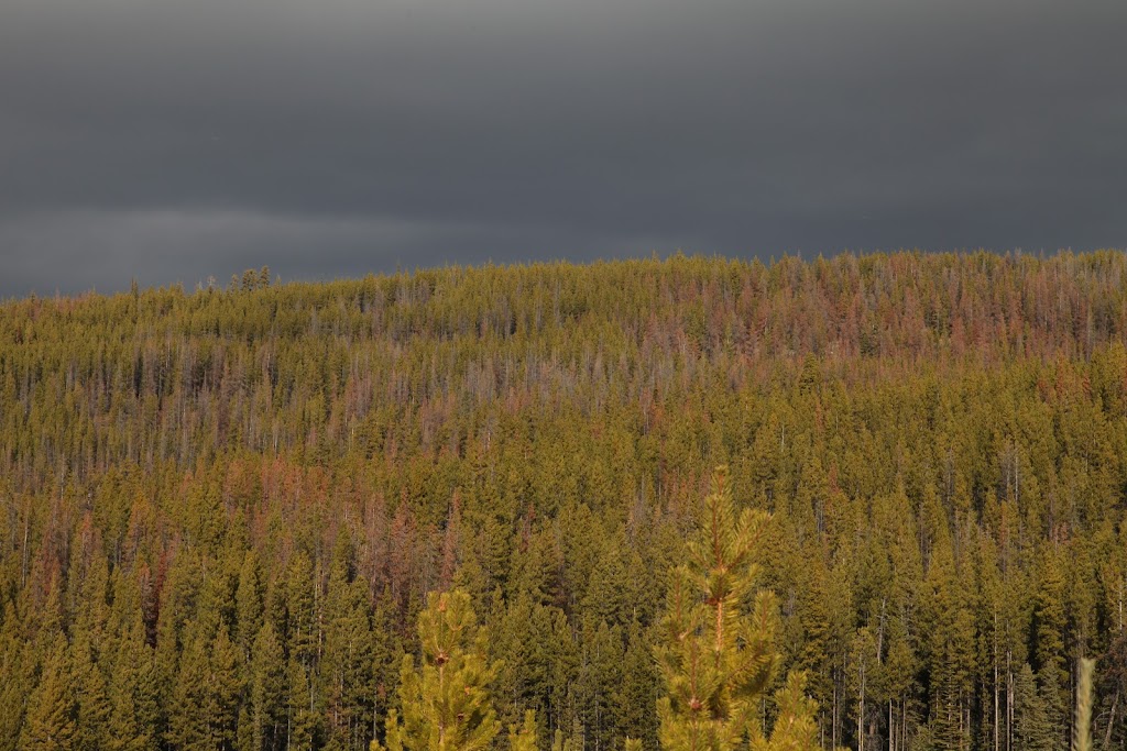 Xaxlip Community Forest | 1433 Fountain Vly Rd, Lillooet, BC V0K 1V0, Canada | Phone: (250) 256-4228