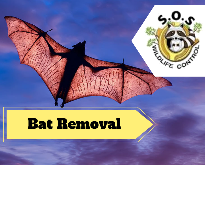 Markham Wildlife Removal | 9306 Bathurst St, Maple, ON L6A 4N9, Canada | Phone: (905) 218-3562