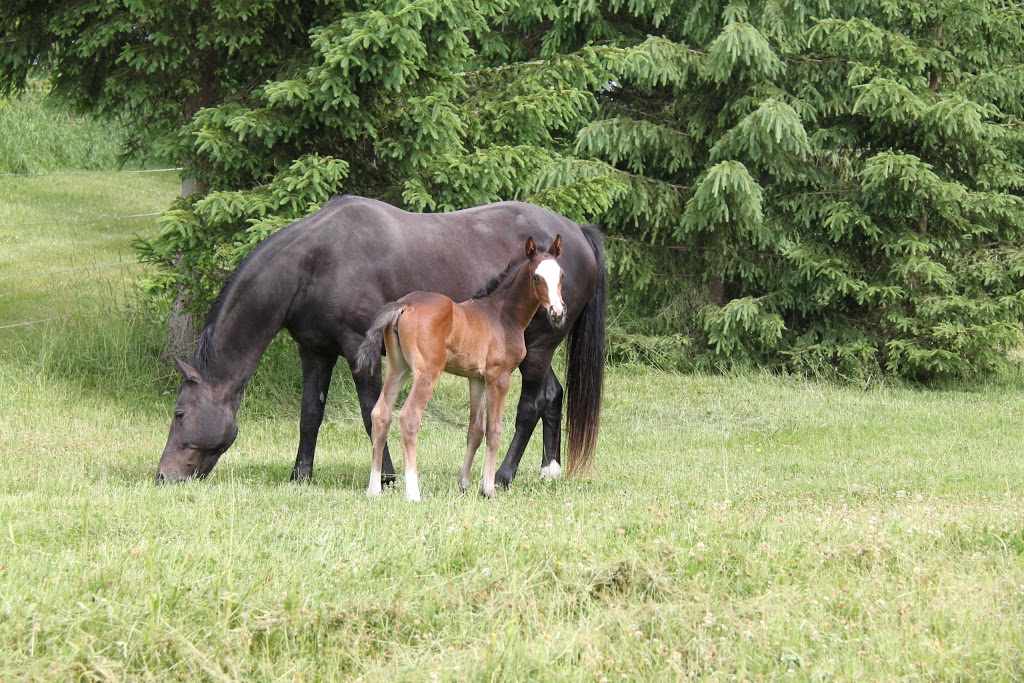 Walnut Hill Farms Hanoverians | Town Line, 265 Brant-Elderslie, Paisley, ON N0G 2N0, Canada | Phone: (905) 902-4497