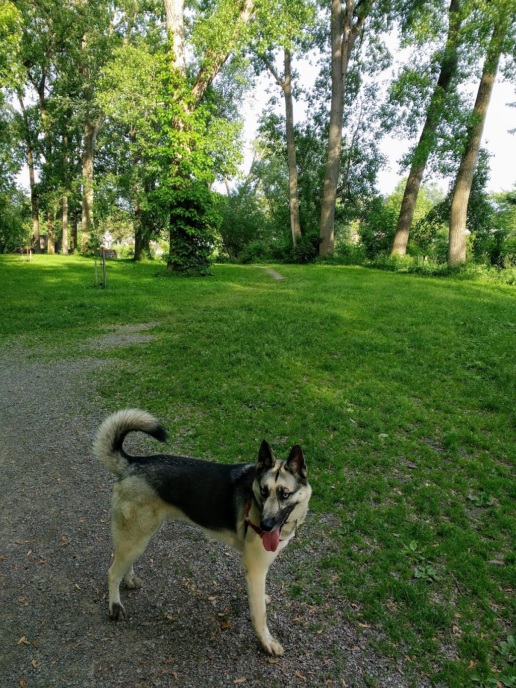 Bark Park | 10 Creekside Dr, Buffalo, NY 14228, USA | Phone: (716) 693-2971