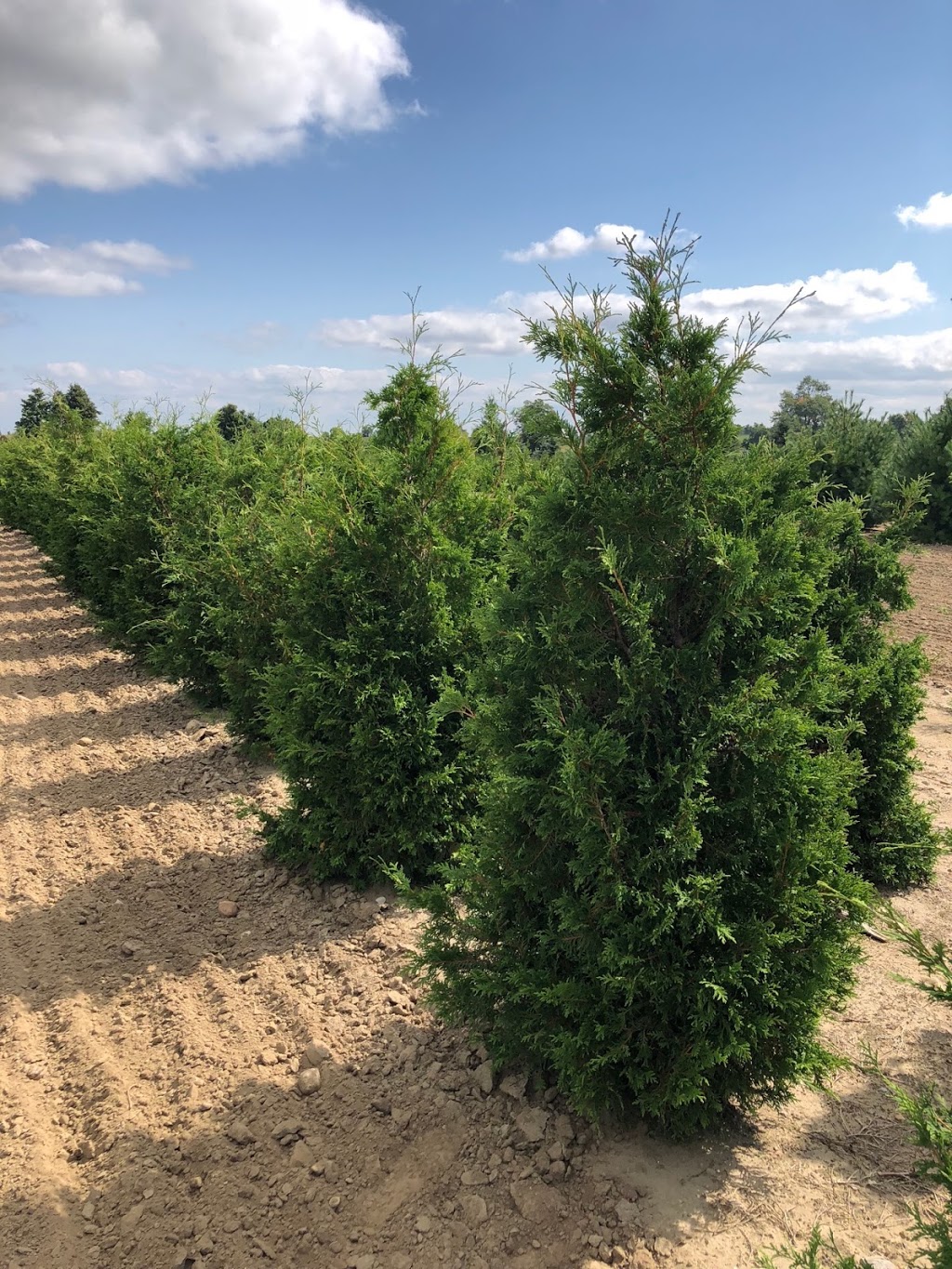 Ontario Tree Farms | 12465 Albion Vaughan Rd, Kleinburg, ON L0J 1C0, Canada | Phone: (416) 606-6883