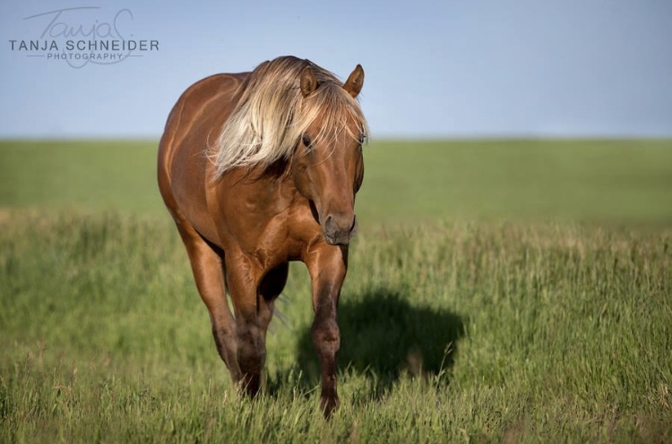 Fleetwood Farms Quarter Horses | 223053, AB-529, Champion, AB T0L 0R0, Canada | Phone: (403) 423-0158