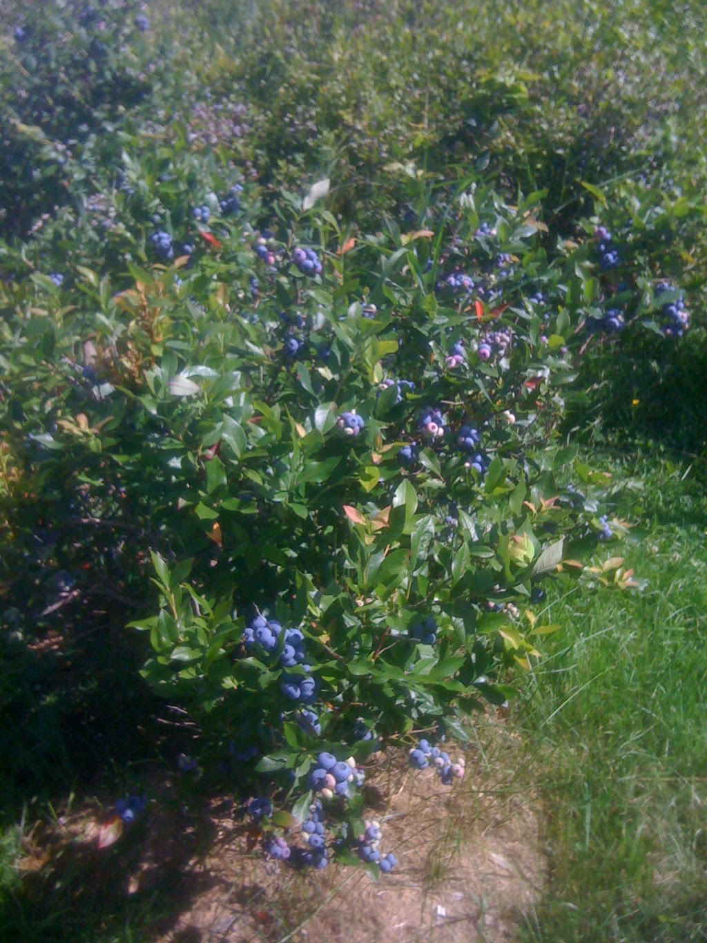 Dans Blueberry Farm | 301 Chemin Victoria, Cookshire-Eaton, QC J0B 1M0, Canada | Phone: (819) 872-3877