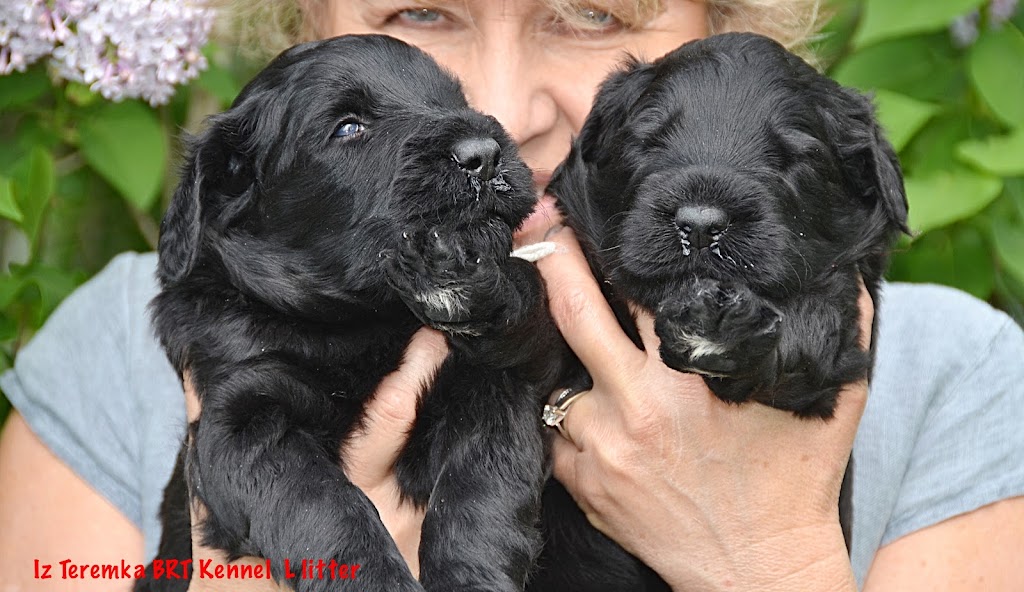 Black Russian Terrier Kennel | Ontario | Iz Teremka BRT Kennel | 5695 2, Odessa, ON K0H 2H0, Canada | Phone: (613) 531-6207