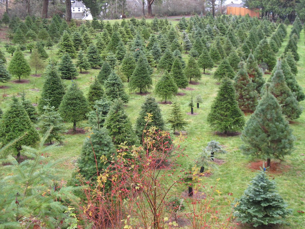 Boat Harbour Farm Nanaimo - Closed till 2023 Christmas Season | 2080 Pace Rd, Nanaimo, BC V9X 1N8, Canada | Phone: (250) 722-2177