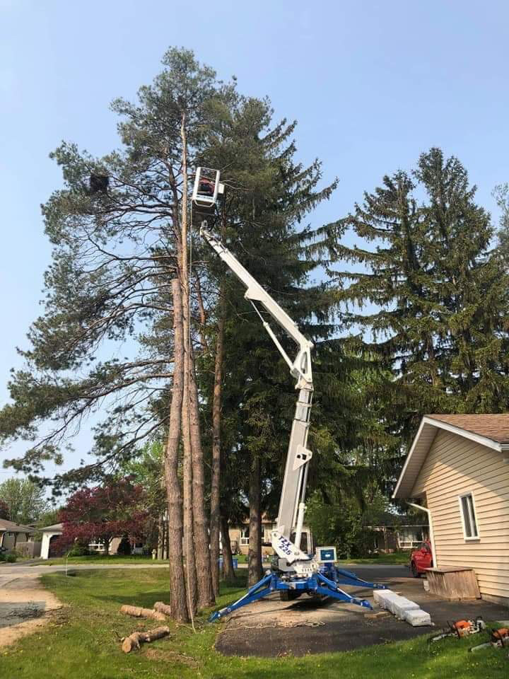 Arborstrong Tree Service | 2402 Concession, ON-6, Collingwood, ON L9Y 3Z1, Canada | Phone: (705) 351-8733