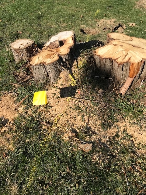 Mikes Tree & Stump Removal | 610 Elizabeth St, Pembroke, ON K8A 1X4, Canada | Phone: (613) 735-6941