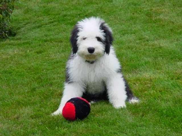 Tasiahills Reg. Old English Sheepdogs | 20 Mill St, Markham, ON L3P 1K9, Canada | Phone: (416) 399-8110