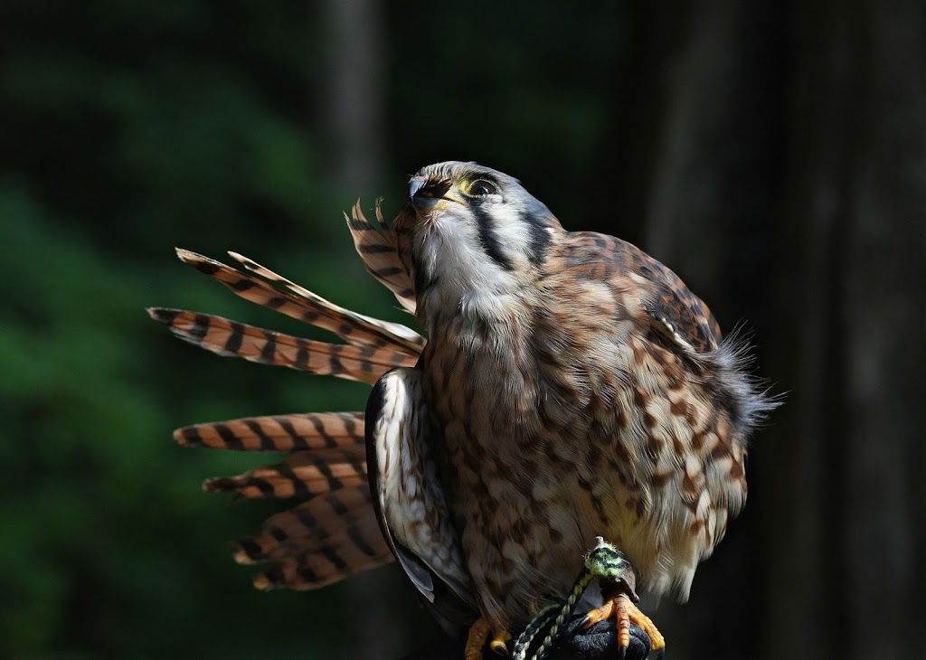 Raptors Ridge Birds of Prey | 26021 100 Ave, Maple Ridge, BC V2W 1S4, Canada | Phone: (604) 831-4295