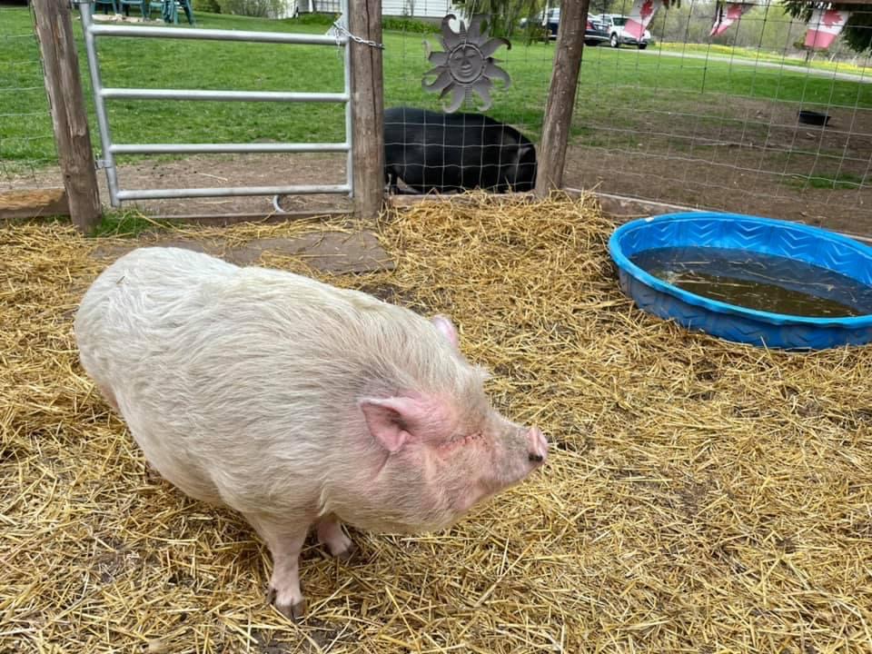 Sweet Acres Pigs Sanctuary | 2798 Vivian Rd, Whitchurch-Stouffville, ON L4A 2N5, Canada | Phone: (416) 805-6697