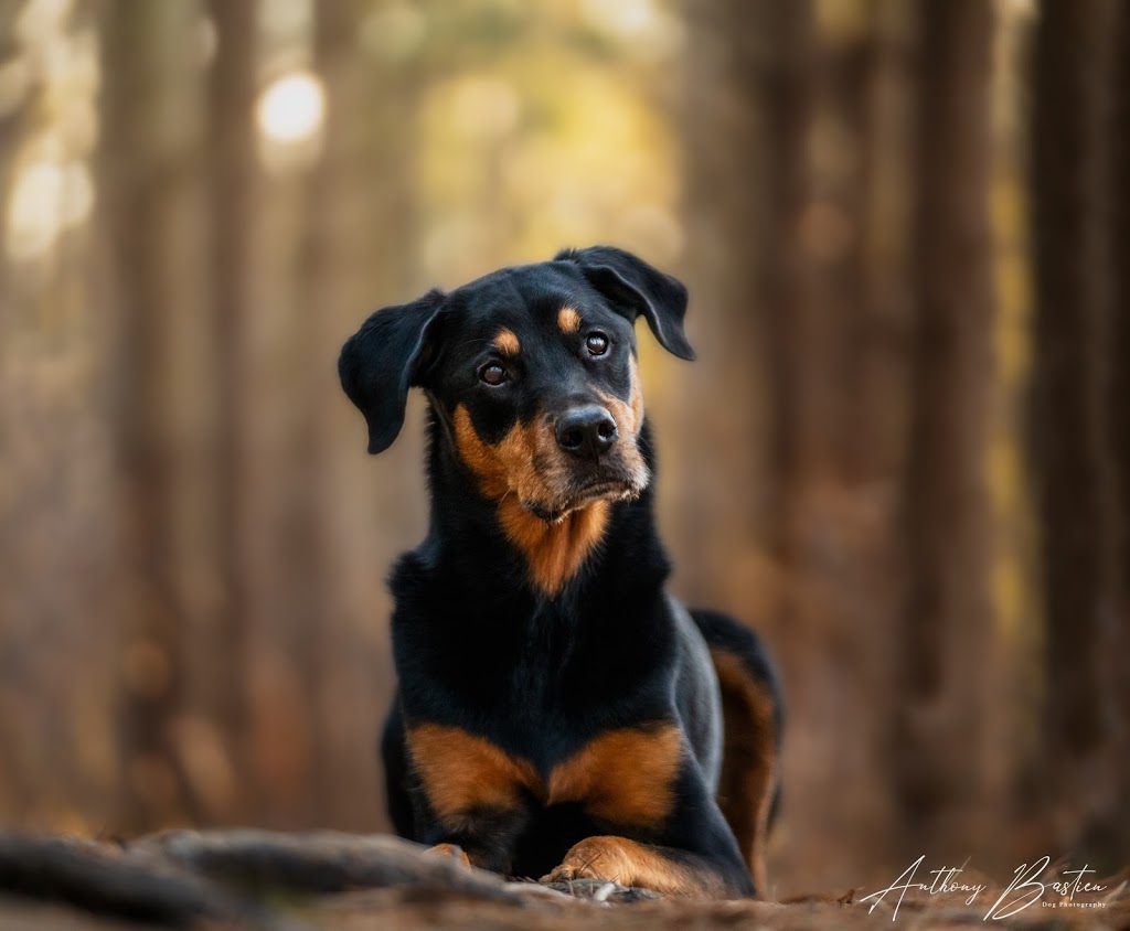 Anthony Bastien Dog Photography/Videography | 200 Mediterranean Ave, Amherstburg, ON N9V 3X9, Canada | Phone: (519) 982-0987