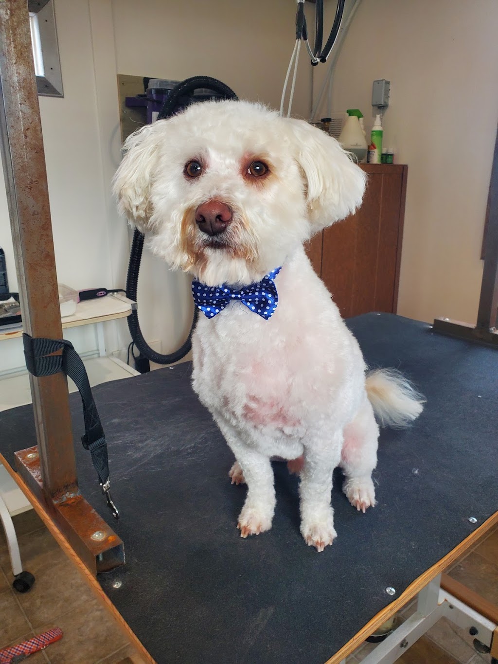 She Shed Dog Grooming | 9758 George St, Chilliwack, BC V2P 4K7, Canada | Phone: (780) 278-3310