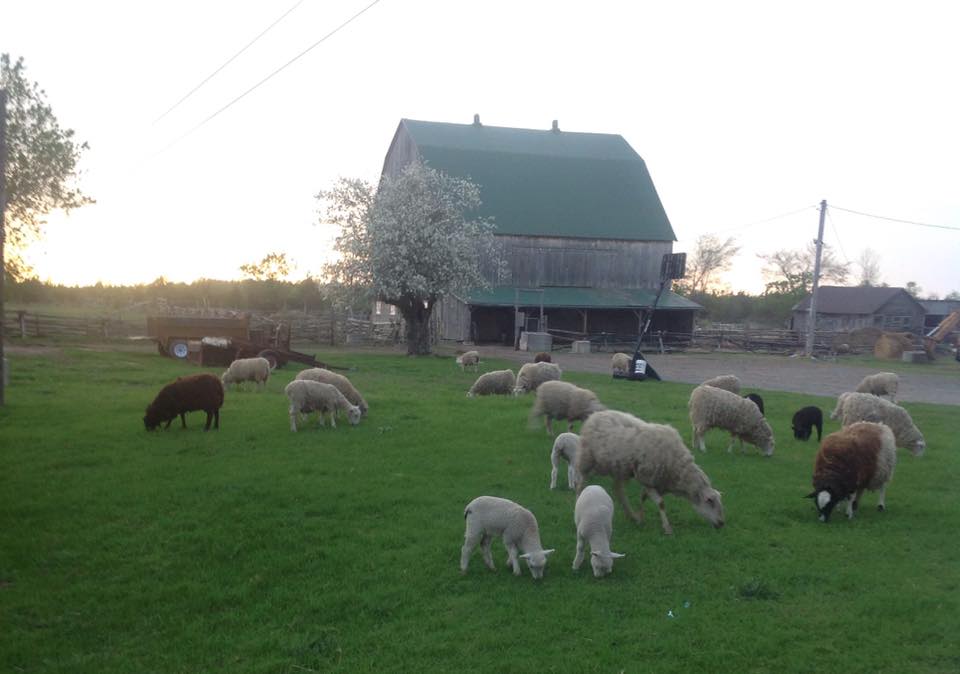 The Sheep Shelf | 347 Freeman Rd, Yarker, ON K0K 3N0, Canada | Phone: (613) 214-3142
