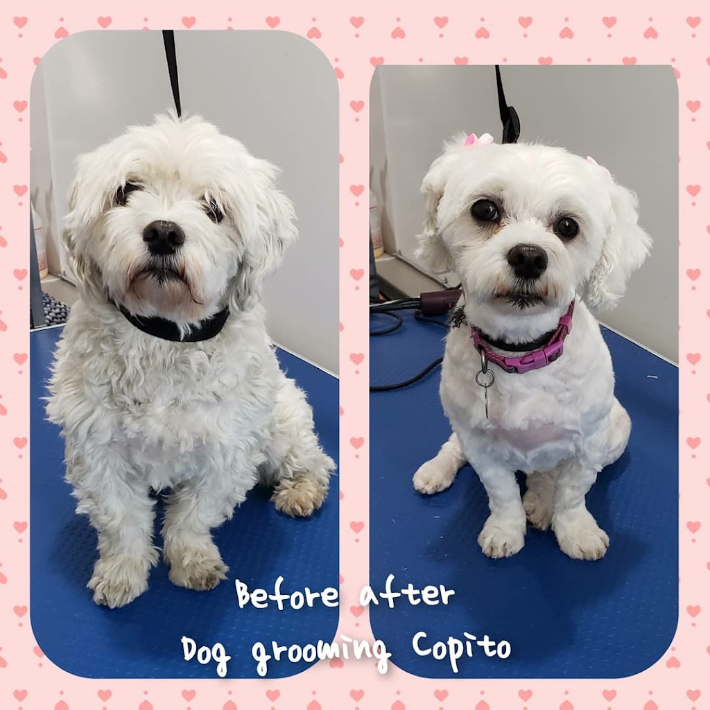 Beaumont Grooming Dogs | 5424 66 St, Beaumont, AB T4X 2X6, Canada | Phone: (587) 545-6868