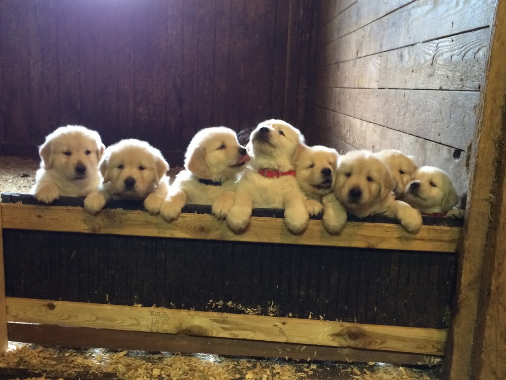 Élevage Canopy Golden Retrievers | 84 La Petite Ligne, Saint-Alexis, QC J0K 1T0, Canada | Phone: (450) 750-6626