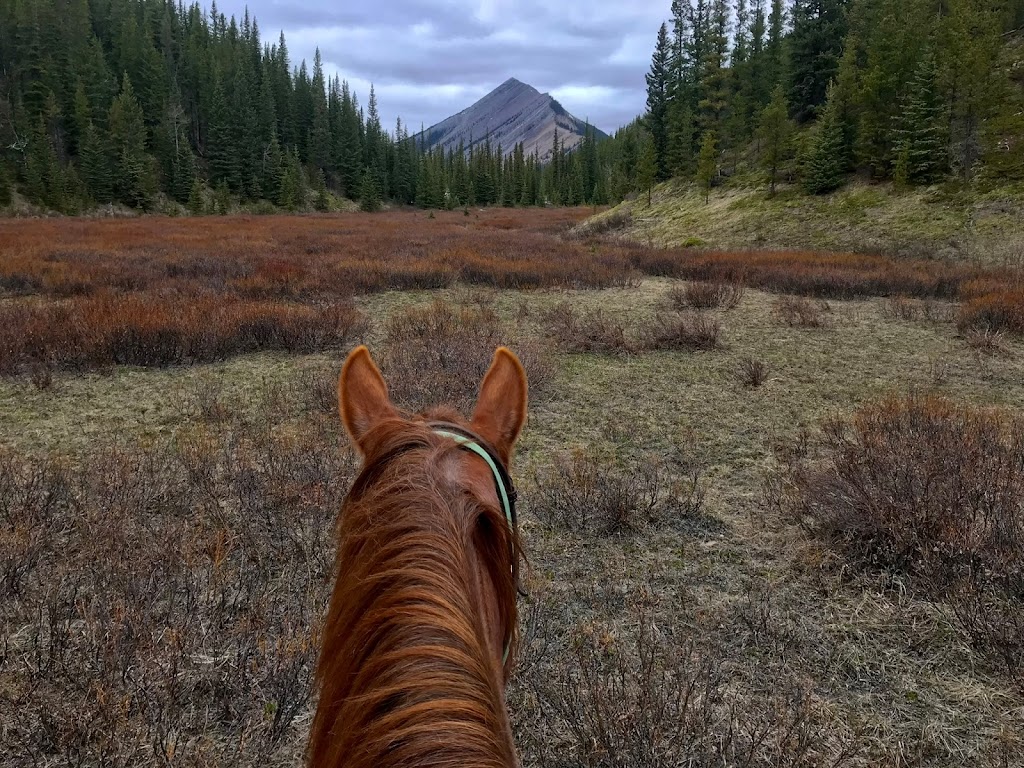 Moose Mountain Horseback Adventures | AB-762, Alberta T0L 1W0, Canada | Phone: (403) 949-3329