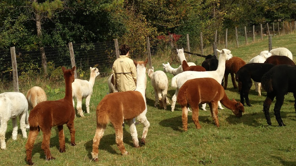 Salem Alpacas | 363 Salem Rd, Manilla, ON K0M 2J0, Canada | Phone: (705) 786-2023