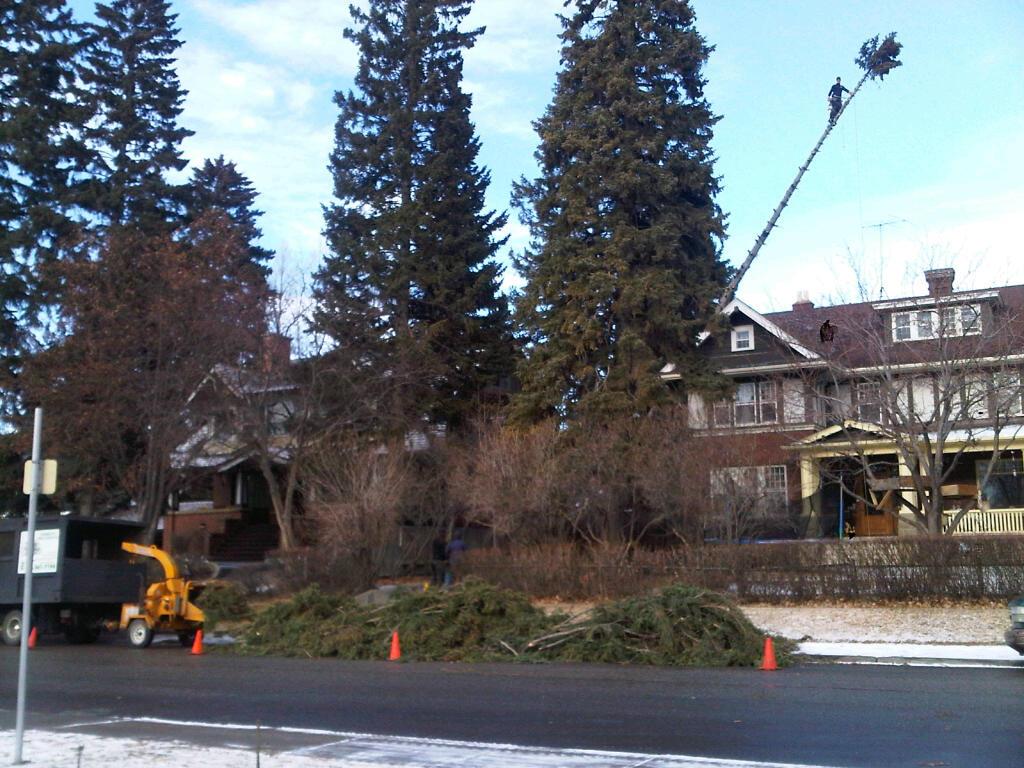 Tomrens Tree Services | No street address, Calgary, AB T2K 6J8, Canada | Phone: (403) 561-7194