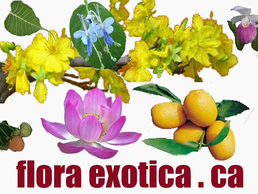 Flora Exotica OFFICE - Open by Appointment | 2435 Rue Valade, Saint-Laurent, QC H4M 1N2, Canada | Phone: (514) 268-2323