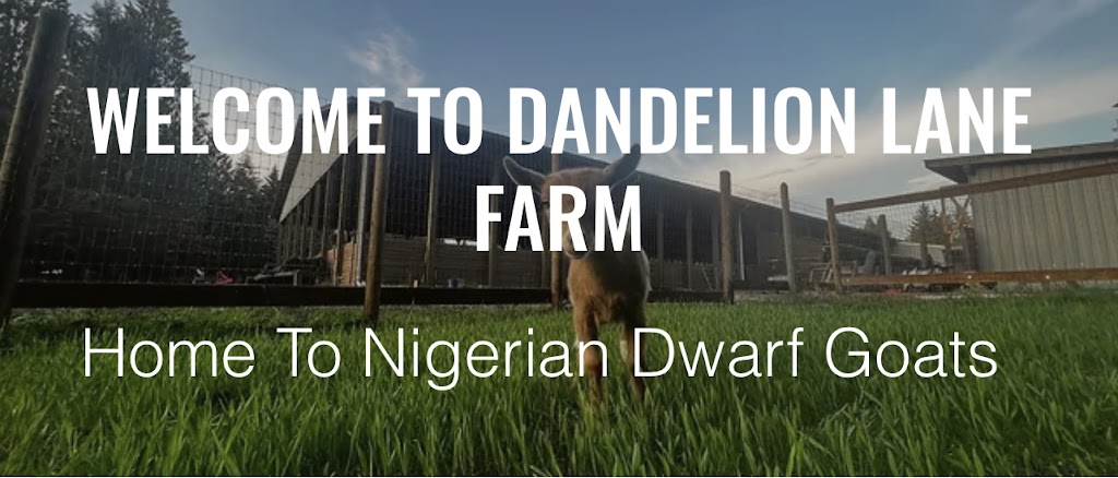 Dandelion Lane Goat Farm | 447 232 St, Langley Twp, BC V2Z 2W2, Canada | Phone: (778) 960-8096