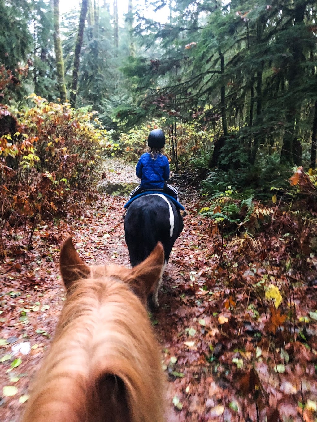 Giddy Up Equine Experiences | 60001 Squamish Valley Rd, Brackendale, BC V0N 1H0, Canada | Phone: (226) 932-0110