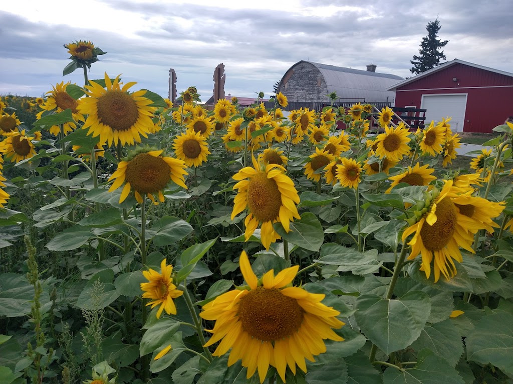 Edmonton Corn Maze | 26171 Secondary Hwy 627, Spruce Grove, AB T7Y 1B3, Canada | Phone: (825) 535-3600