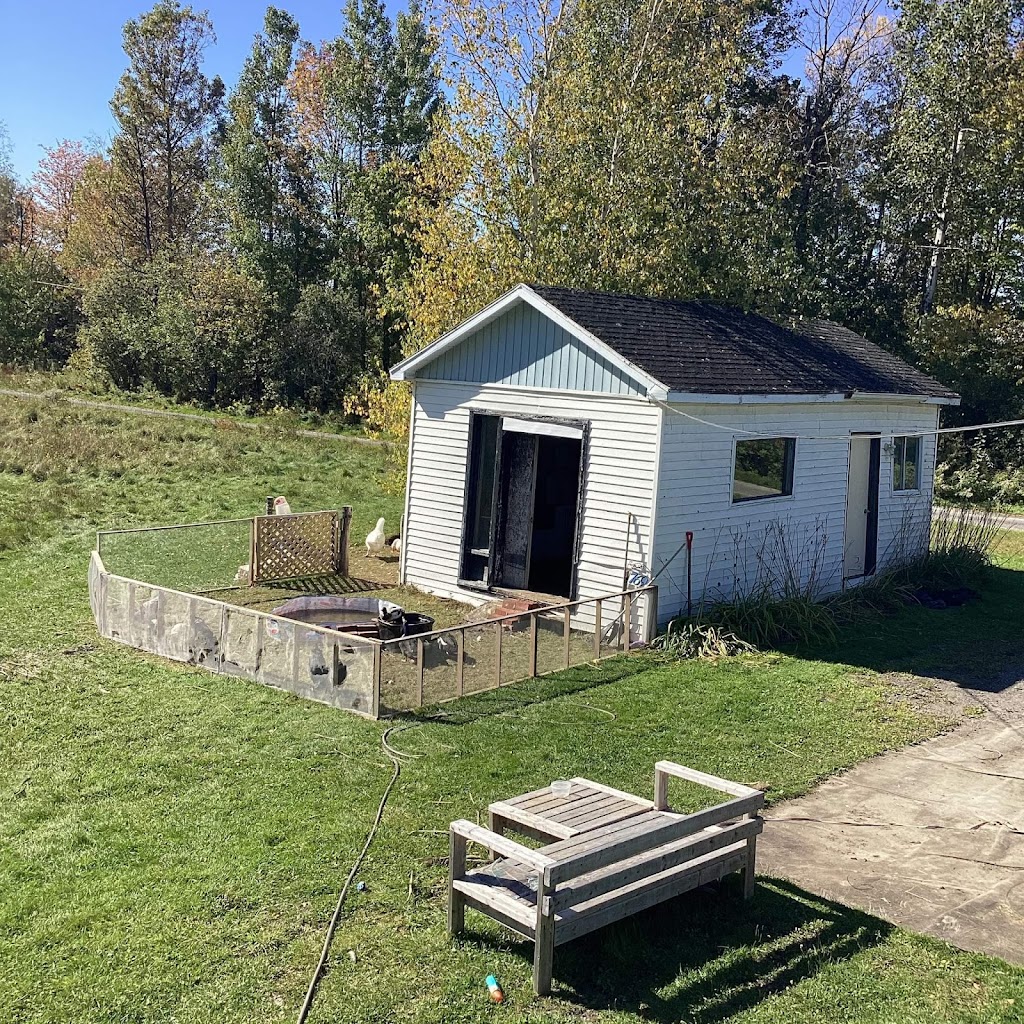 Chatterie La ferme au lynx | 769 Rang 8 E, LAvenir, QC J0C 1B0, Canada | Phone: (450) 760-1718