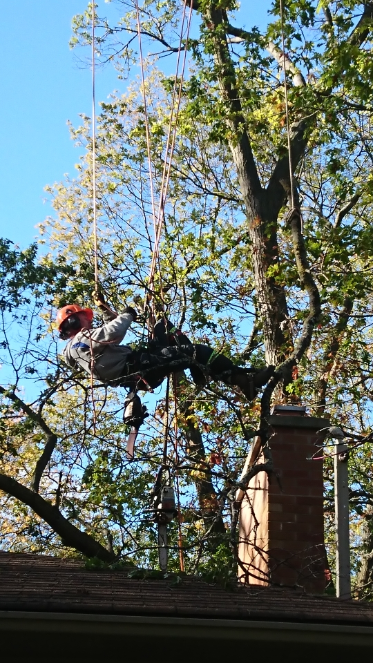 D F Wilby Tree Surgeons | 2388 St Frances Dr, Burlington, ON L7P 1V4, Canada | Phone: (905) 335-2553