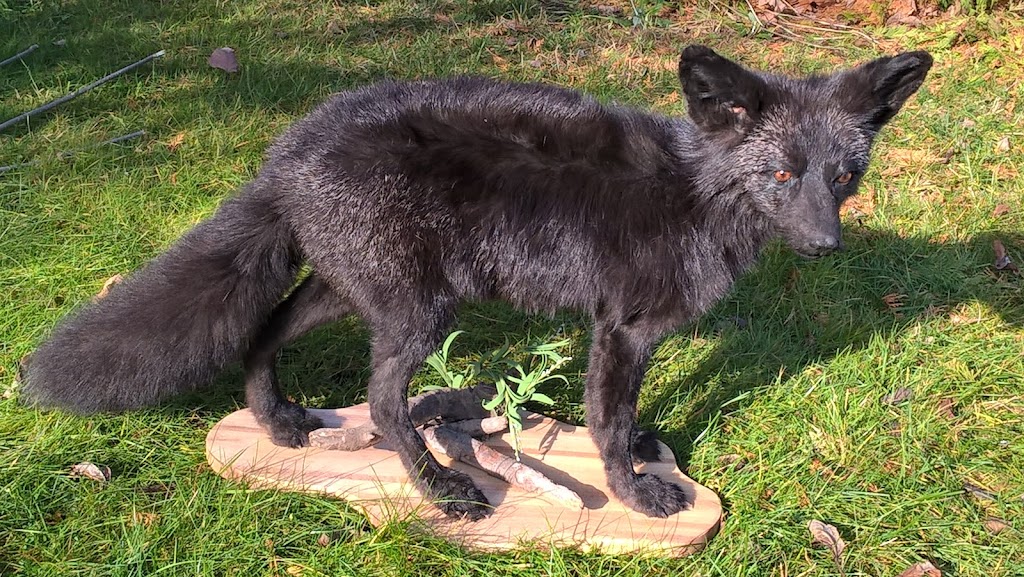 Taxidermie Atelier De La Nature | 259 Rue des Érables, Saint-Lambert-de-Lauzon, QC G0S 2W0, Canada | Phone: (418) 889-9314