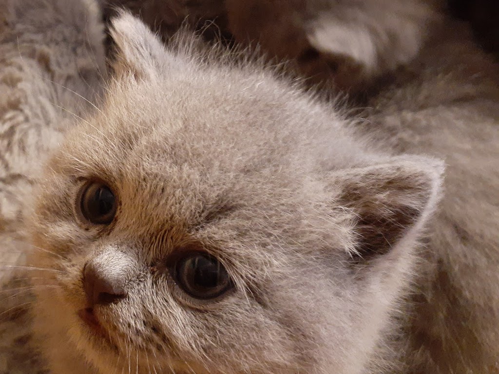 Chatterie Poils de Peluche Cattery | 118 Rue de lÉglise, Saint-Sébastien, QC J0J 2C0, Canada | Phone: (450) 390-1094