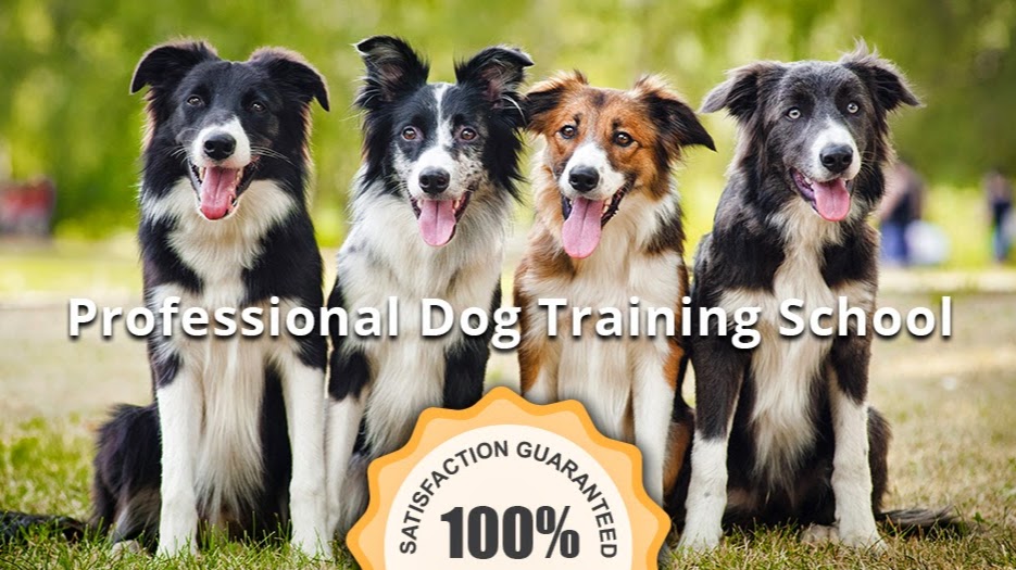 Command Control Dog Training (CCK9) | 21641 Dixie Road, Wainfleet, ON L0S 1V0, Canada | Phone: (877) 687-2259