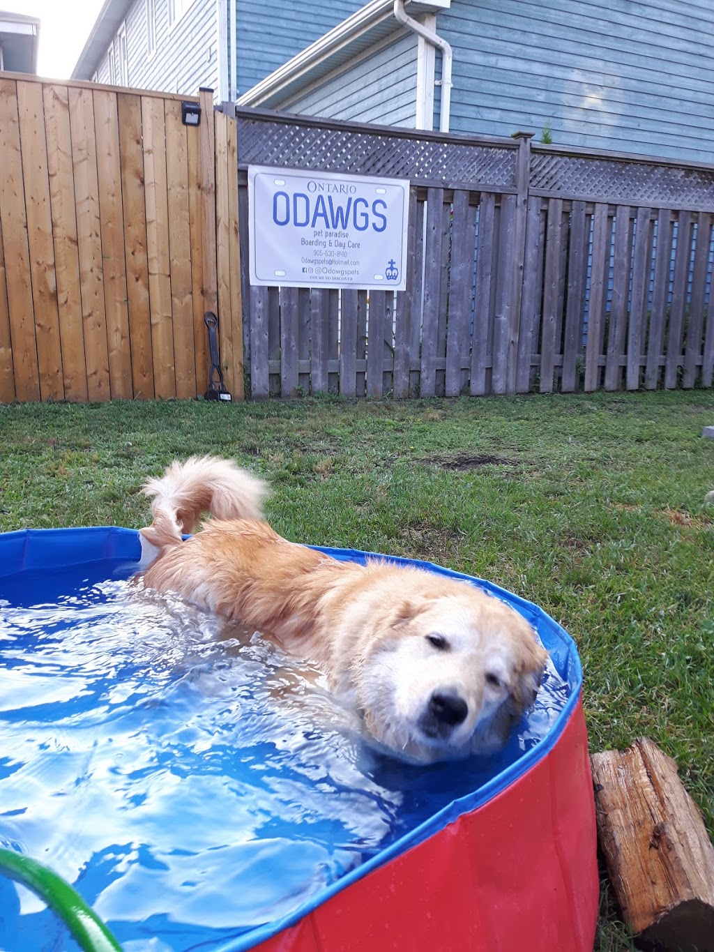 odawgs pet paradise | 545 Beach Blvd, Hamilton, ON L8H 6X5, Canada | Phone: (905) 630-8410