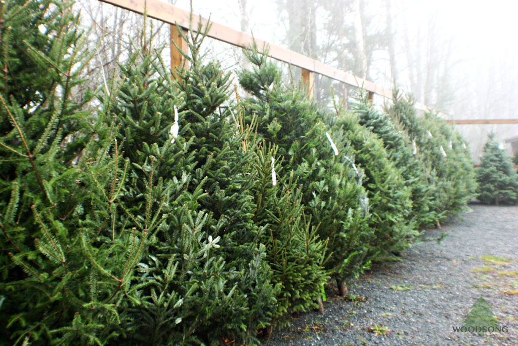 Woodsong Christmas trees | 701 Blatchford Rd, Lindell Beach, BC V2R 4X7, Canada | Phone: (604) 858-2275