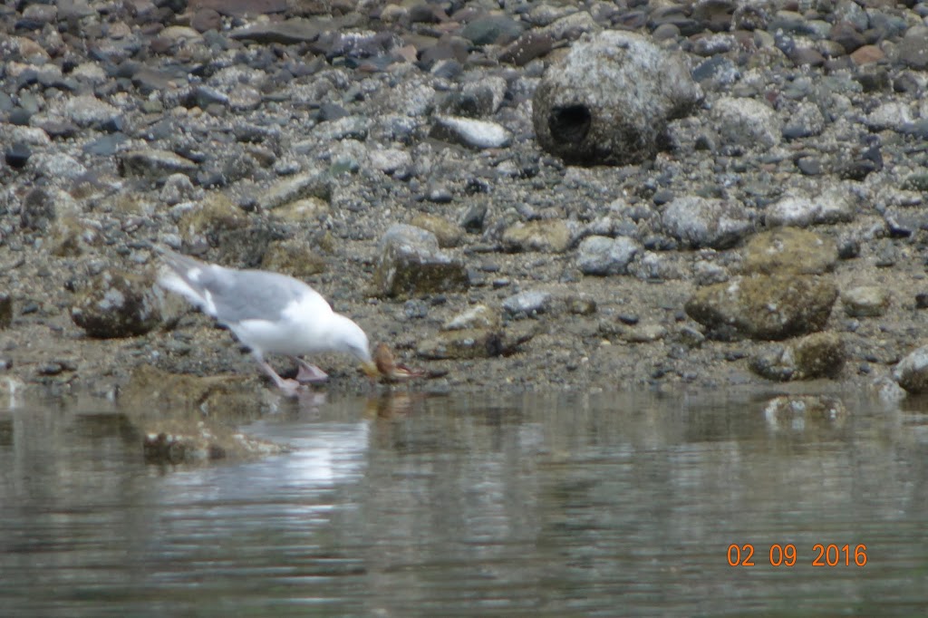 Bridge Trail Park | Ainslie Point Rd, Pender Island, BC V0N 2M3, Canada