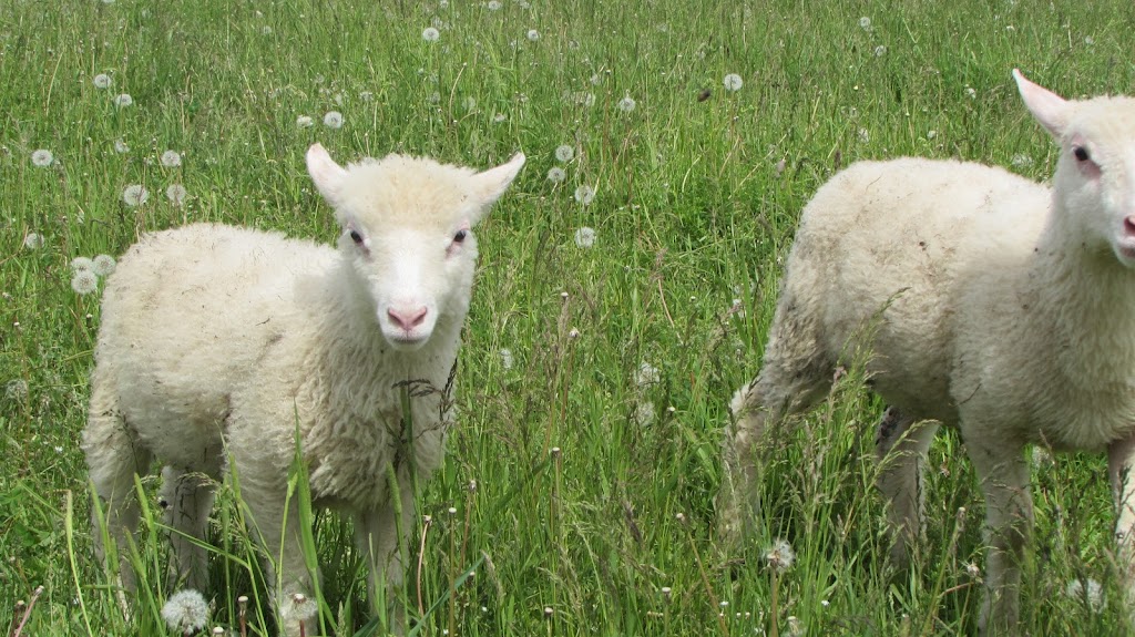 Ferme Laronde | 177 Chem. Lacharity, Venosta, QC J0X 3E0, Canada | Phone: (819) 422-3020