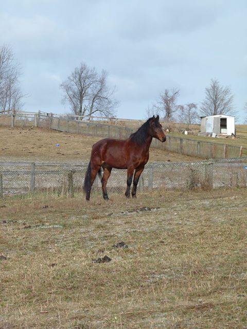 Fire Fly Stables | 1374 Concession 5 W, Branchton, ON N0B 1L0, Canada | Phone: (226) 972-3632