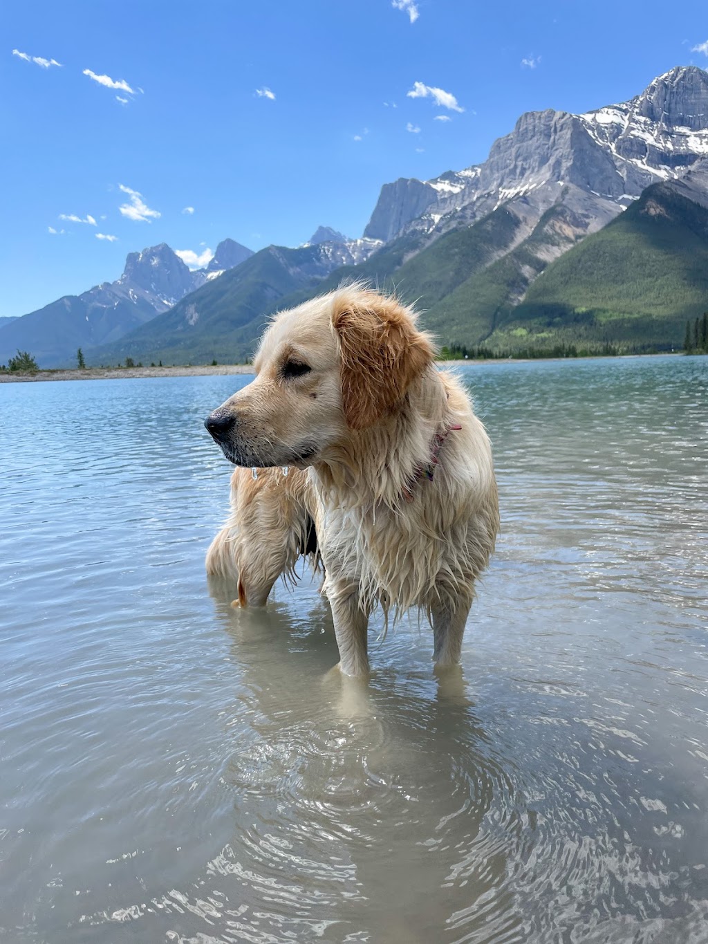 Hearts Of Gold YYC | Golden Retrievers | 244206 84 St NE, Calgary, AB T1Y 7H2, Canada | Phone: (403) 797-1590