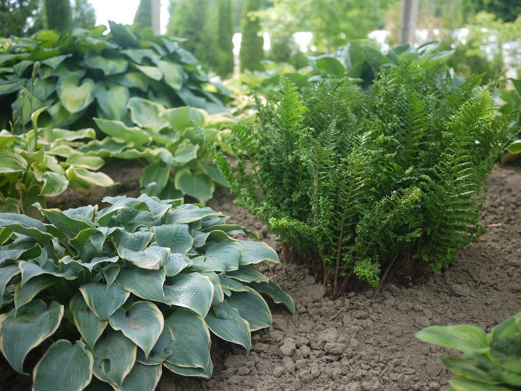 Lotsa Hostas | 15 Orkney Rd, Lynden, ON L0R 1T0, Canada | Phone: (519) 647-2815