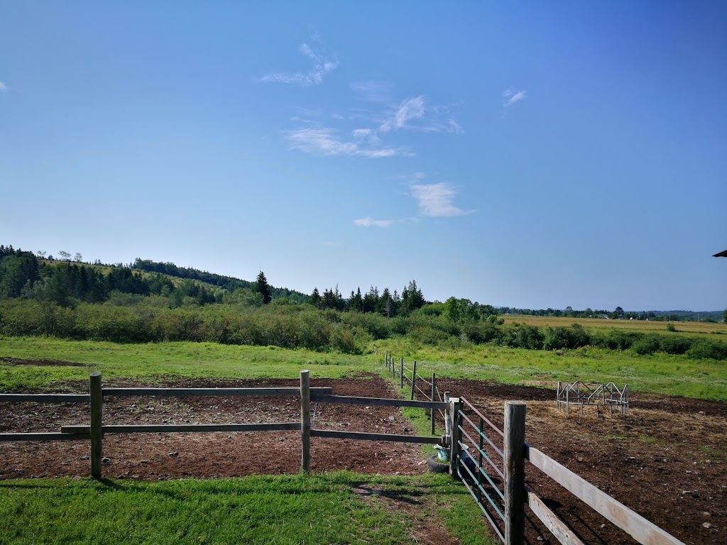 Spirit Reins Ranch | 432 Prospect Rd, Parrsboro, NS B0M 1S0, Canada | Phone: (902) 254-3138