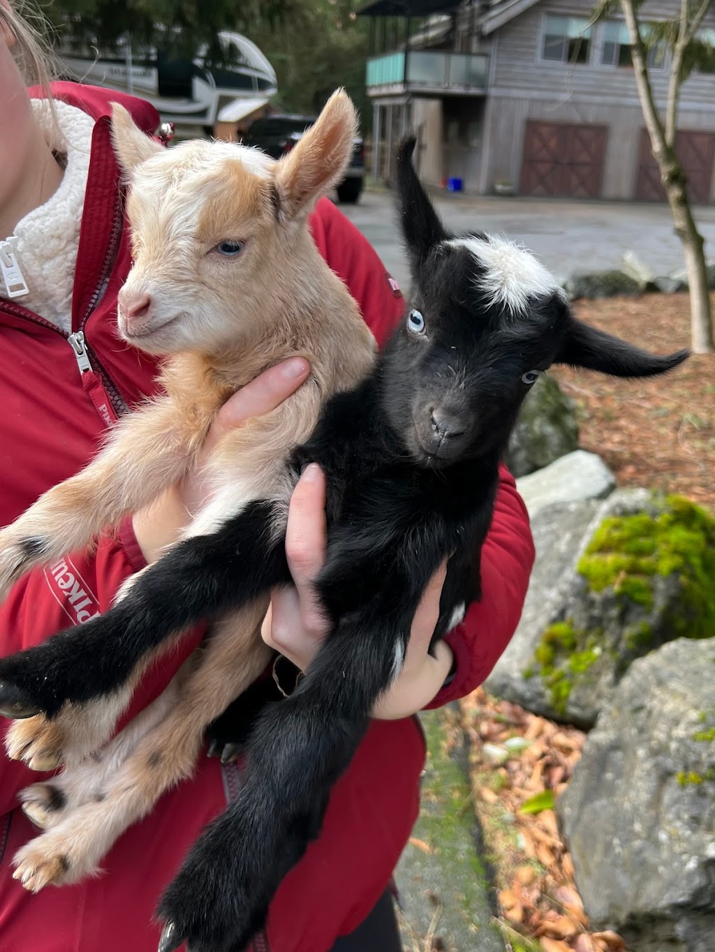 Dandelion Lane Goat Farm | 447 232 St, Langley Twp, BC V2Z 2W2, Canada | Phone: (778) 960-8096