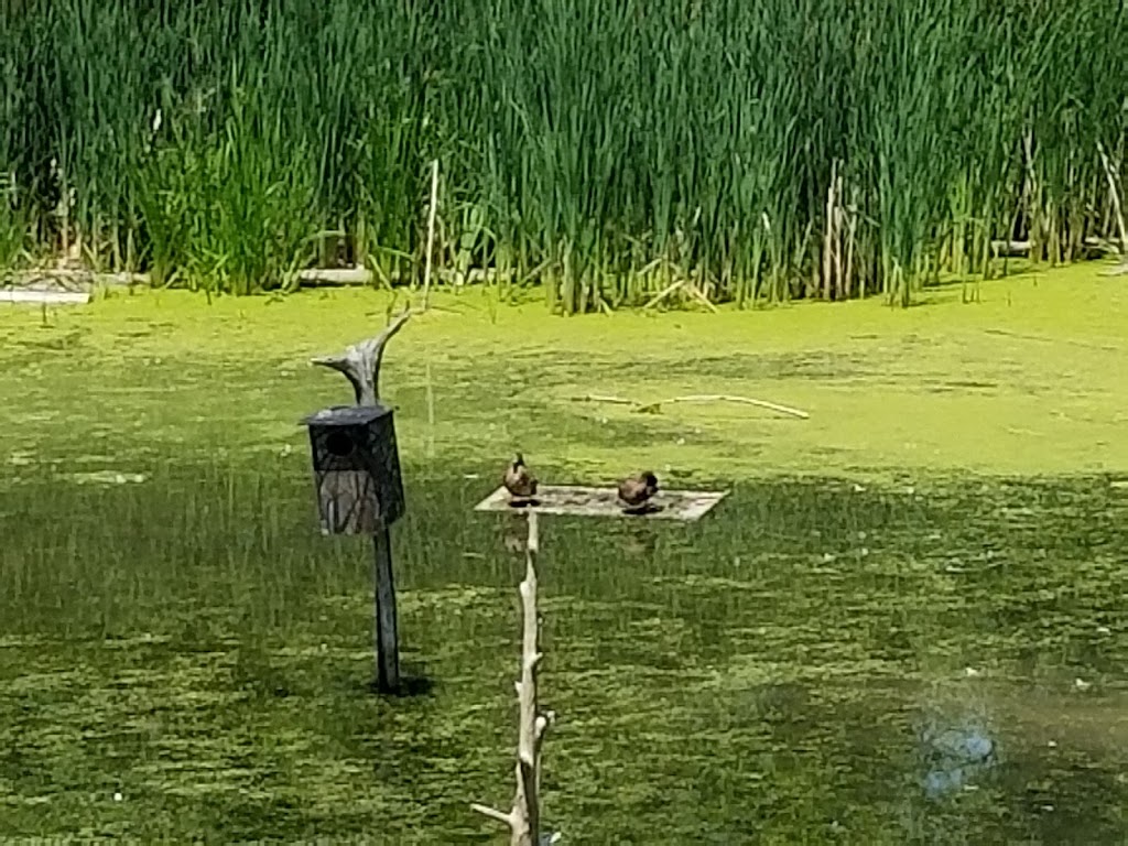 Waterfowl Viewing | 361A Old Finch Ave, Scarborough, ON M1B 5K7, Canada | Phone: (416) 392-5929