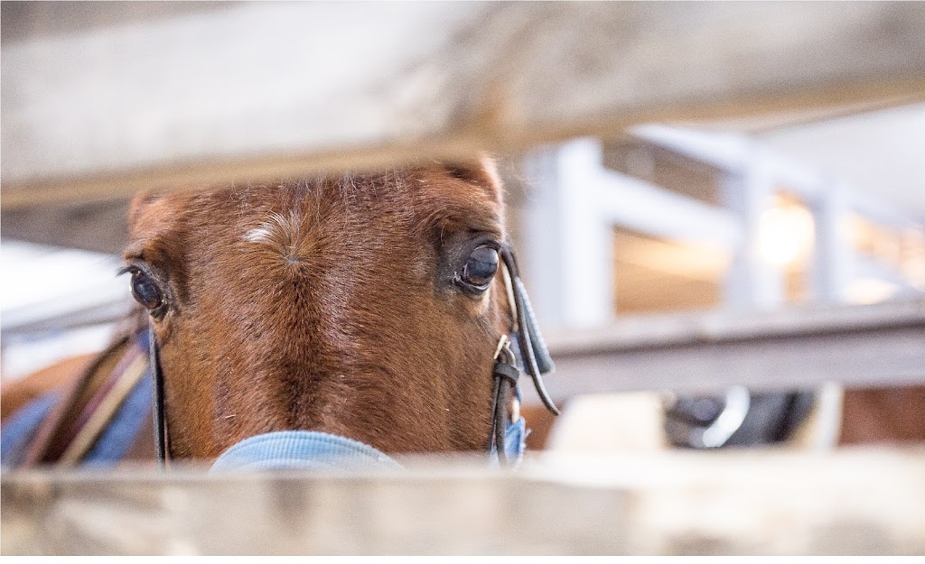 4:13 Therapeutic Riding Association | High Country Equestrian Center, 240020 Range Rd 42, Calgary, AB T3Z 2X3, Canada | Phone: (403) 242-9387