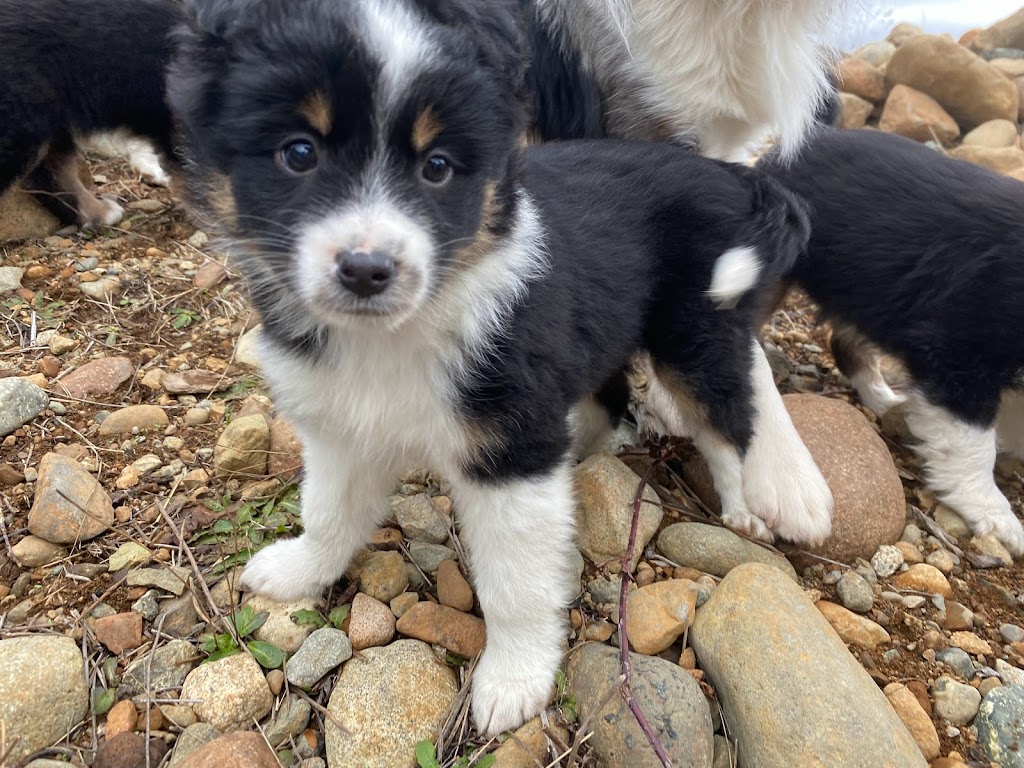 Ravine Acres Miniature Australian Shepherds | Box 258, Merville, BC V0R 2M0, Canada | Phone: (780) 387-8697