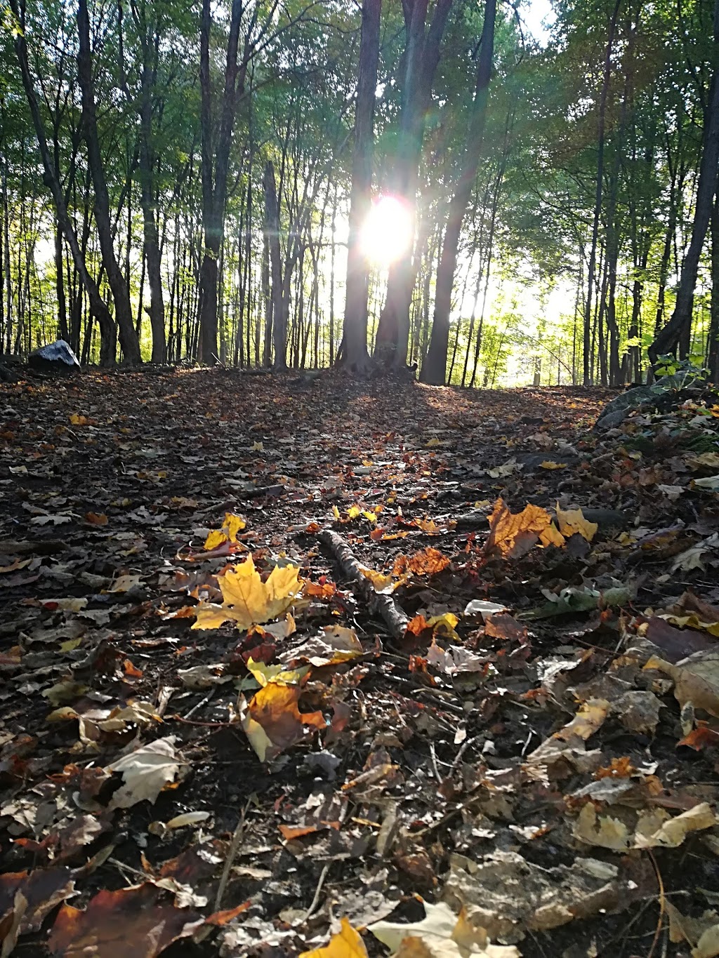 Bois de la Source | 1130 18e Av, Laval, QC H7R 4P6, Canada