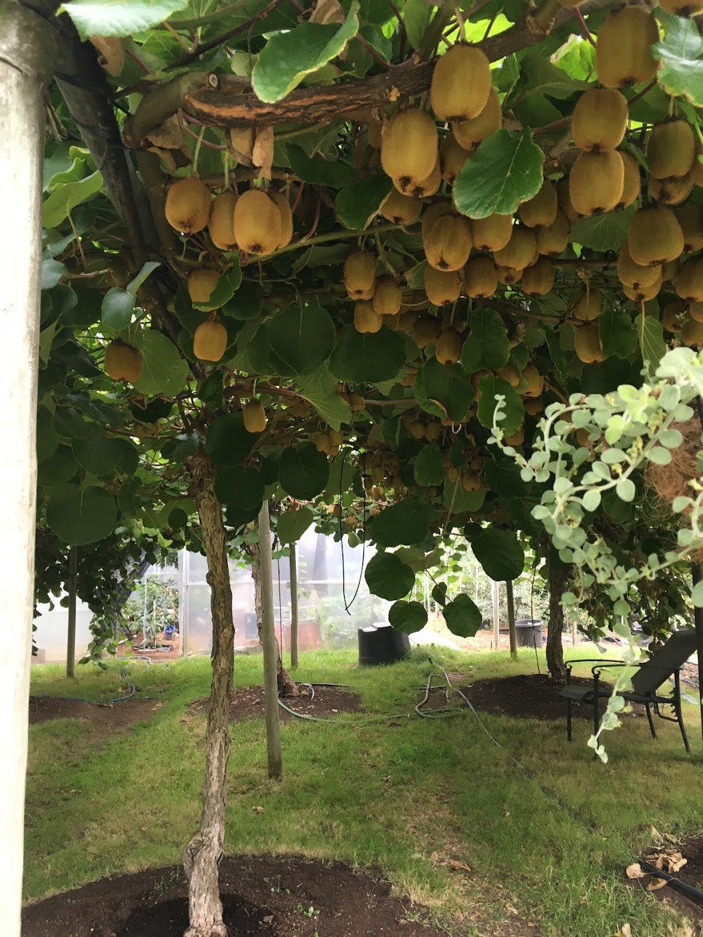 Fruit Trees and More | 724 Wain Rd, North Saanich, BC V8L 5N8, Canada | Phone: (250) 656-4269