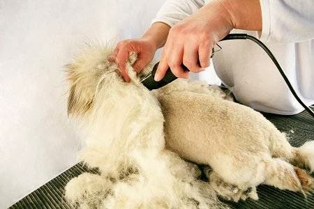 Pampered Pups | 4632 Victoria Ave, Niagara Falls, ON L2E 2M1, Canada | Phone: (905) 357-7411