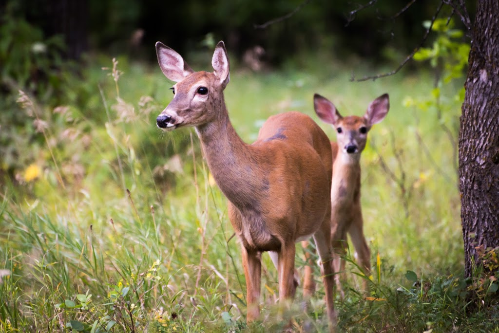 Bois-des-esprits | Winnipeg, MB, Canada