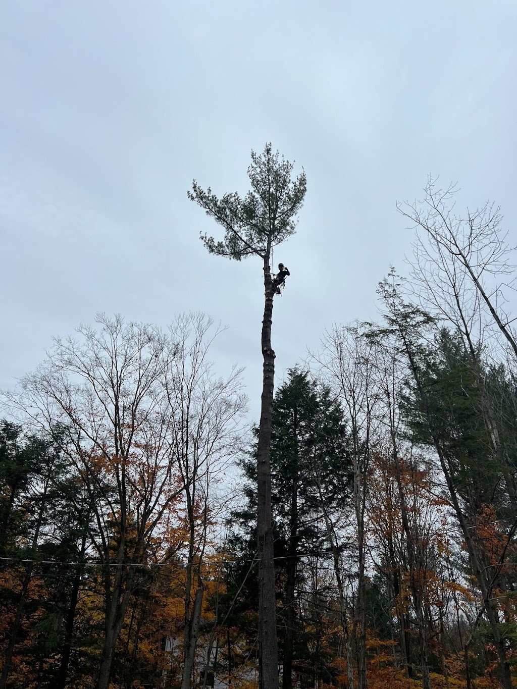 Arborist Evergreen | 16 Nature Ln, Chalk River, ON K0J 1J0, Canada | Phone: (819) 921-3266