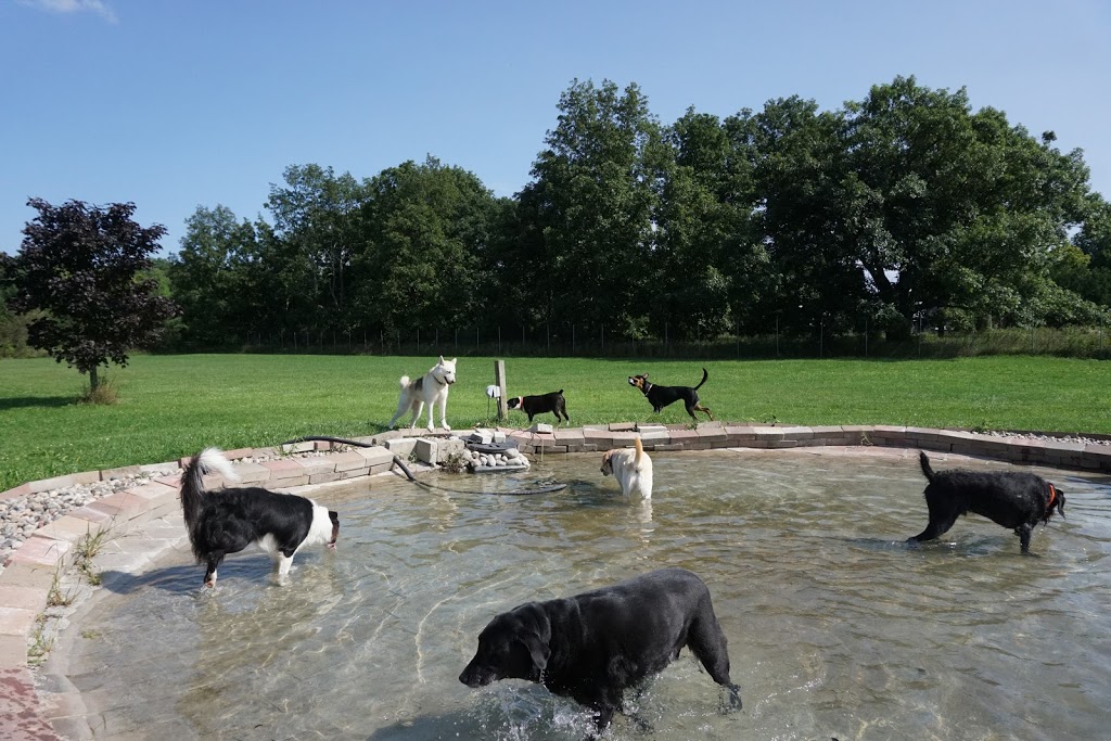 Thousand Islands Dog Resort | 1490 2, Kingston, ON K7L 4V1, Canada | Phone: (613) 546-6414